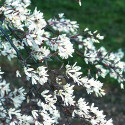 R J Hilton Snowy Mespilus Tree (Amelanchier - Laevis R J Hilton) Supplied height 150 - 200cm in a 7 - 12 litre container **FREE UK MAINLAND DELIVERY + FREE 100% TREE WARRANTY**
